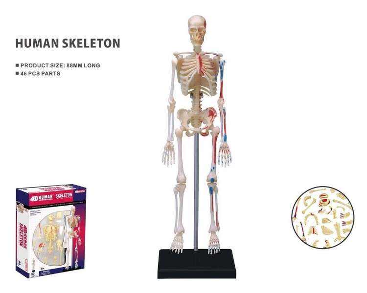 Robetoy - Human Anatomy - Skeleton (19 cm) (26059)