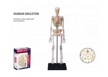 Robetoy - Human Anatomy - Skeleton (19 cm) (26059)