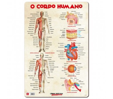 Lamina Educativa Cuerpo Humano portugues