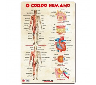 Lamina Educativa Cuerpo Humano portugues