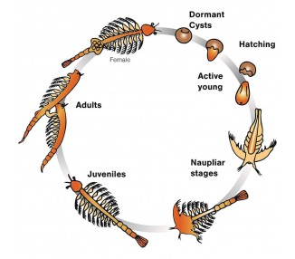 Kit Mundo Submarino Aqua Dragons