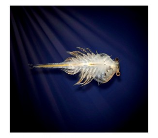 Kit Acuario Marino Aqua Dragons LED