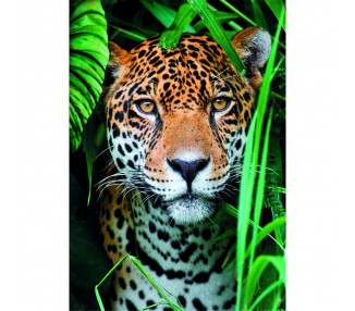 Puzzle Jaguar in the Jungle High Quality 500pzs
