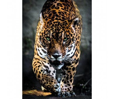 Puzzle Walk of the Jaguar High Quality 1000pzs