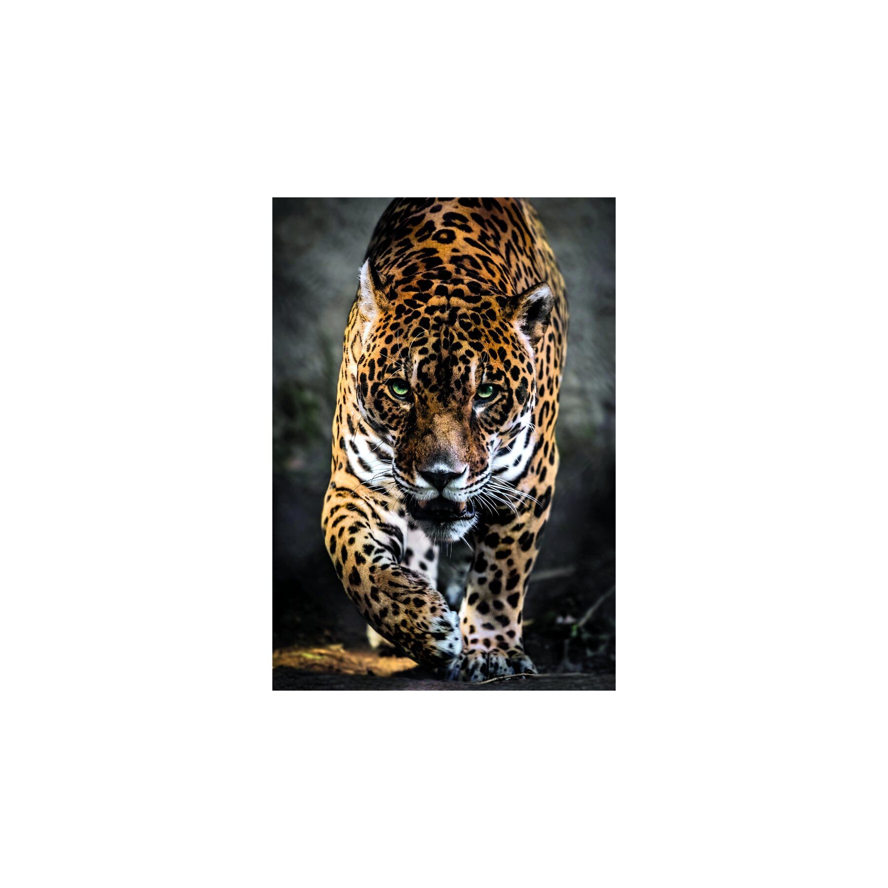 Puzzle Walk of the Jaguar High Quality 1000pzs