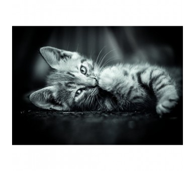 Puzzle Kitty High Quality 1000pzs