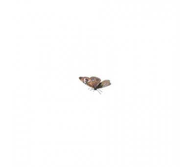 Maqueta 3D Metal Fascinations Mariposa Buckeye Montaje Sin P