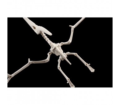 Figura Model Kit Pteranodon Plannosaurus