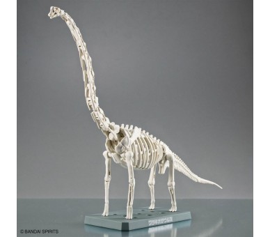 Maqueta Plannosaurus Brachiosaurus