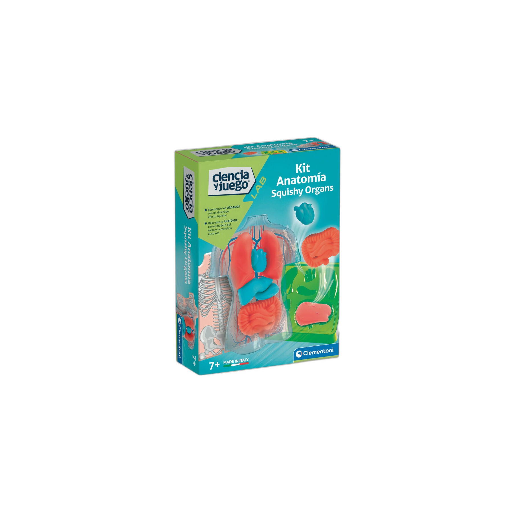 Kit Anatomia Squishy Organs