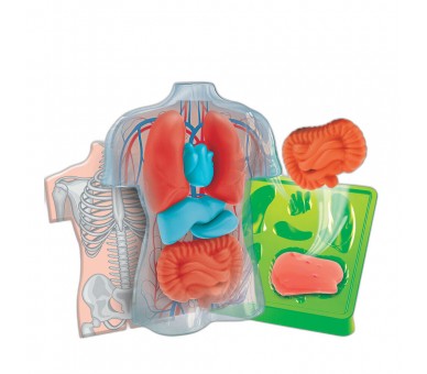 Kit Anatomia Squishy Organs