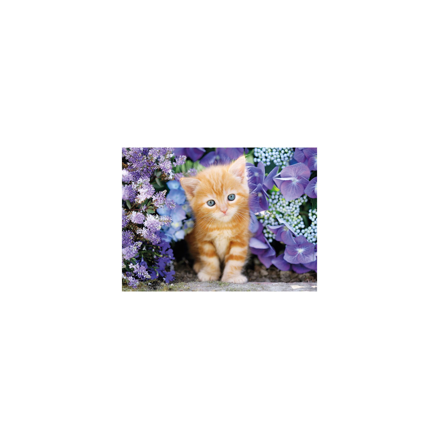Puzzle Gato Rubio con Flores 500pzs